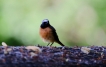 Oiseaux Rougequeue à front blanc (Phoenicurus phoenicurus)