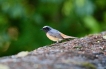 Oiseaux Rougequeue à front blanc (Phoenicurus phoenicurus)