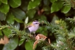 Oiseaux Roitelet triple bandeau (Regulus ignicapilla)