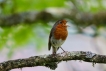 Oiseaux Rouge-gorge familier (Erithacus rubecula)