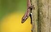 Reptiles Lézard des murailles (Podarcis muralis)