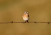 Oiseaux Tarier des prés (Saxicola rubetra)