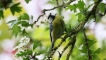 Oiseaux Mésange bleue (Cyanistes caeruleus)