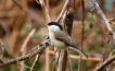 Oiseaux Mésange nonnette (Poecile palustris)