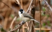 Oiseaux Mésange nonnette (Poecile palustris)