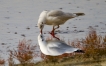 Oiseaux Mouette rieuse (Chroicocephalus ridibundus