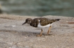 Oiseaux Tournepierre à collier (Arenaria interpres)