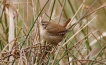 Oiseaux Troglodyte mignon (Troglodytes troglodytes)