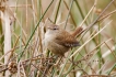 Oiseaux Troglodyte mignon (Troglodytes troglodytes)