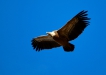 Oiseaux Vautour fauve (Gyps fulvus)