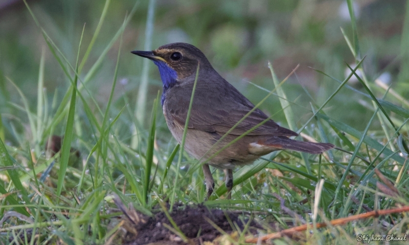 Photo Oiseaux Gorgebleue à miroir (Luscinia svecica)