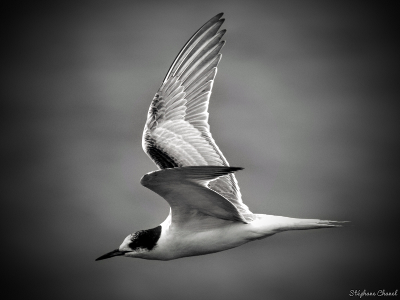 Photo Oiseaux Sterne pierre-garin (Sterna hirundo)