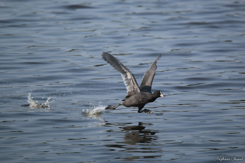 Photo Oiseaux Foulque macroule (Fulica atra)