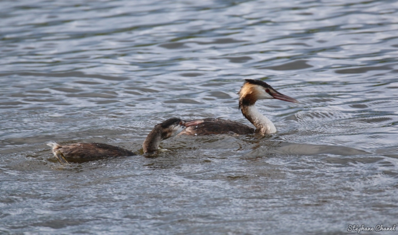 Photo Oiseaux Grèbe huppé (Podiceps cristatus)