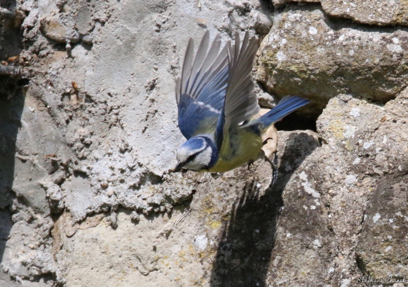 Photo Oiseaux Mésange bleue (Cyanistes caeruleus)