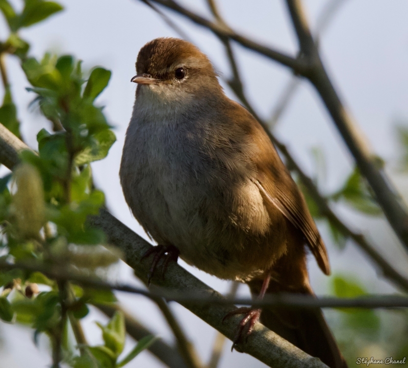 Photo Oiseaux Bouscarle de cetti (Cettia cetti)