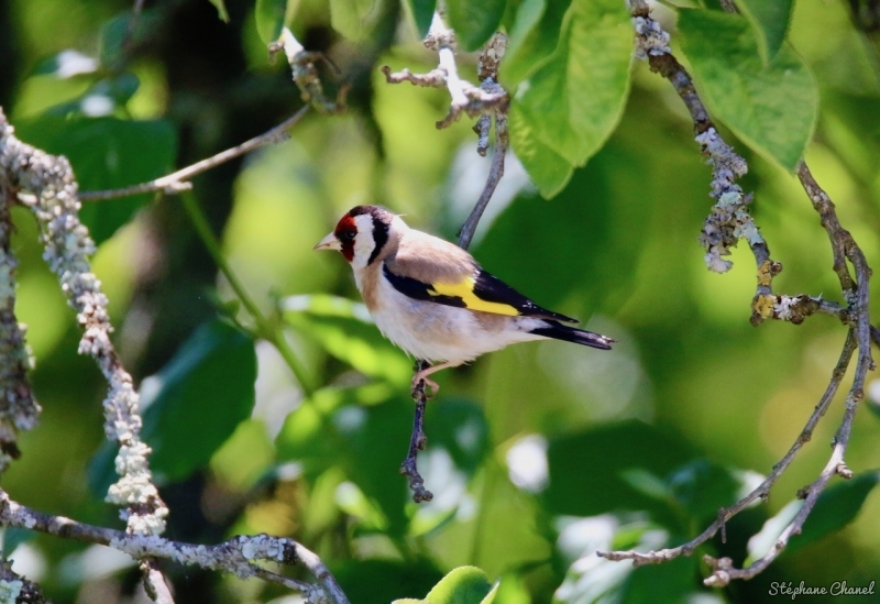 Photo Oiseaux Chardonneret élégant (Carduelis carduelis)