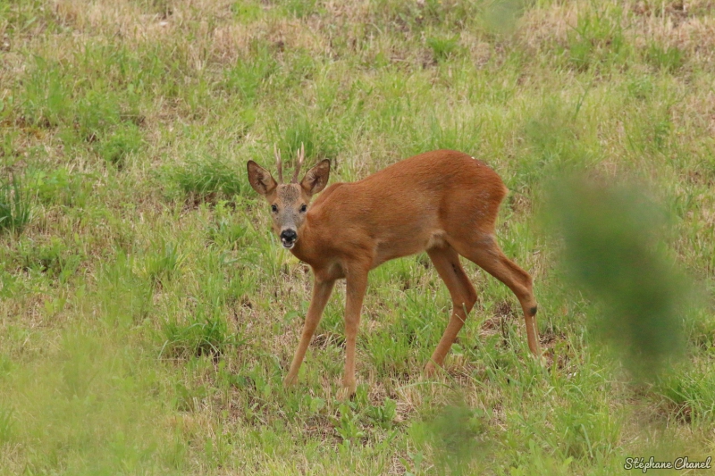 Photo Mammifères Chevreuil (Capreolus capreolus)