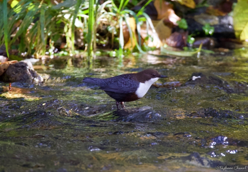 Photo Oiseaux Cincle plongeur (Cinclus inclus)