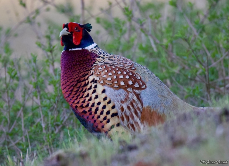 Photo Oiseaux Faisan de Colchide (Phasianus colchicus)