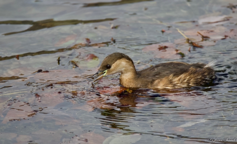 Photo Oiseaux Grèbe castagneux (Tachybaptus ruficollis)