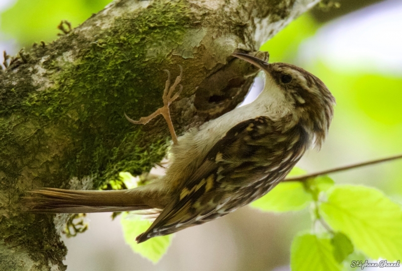 Photo Oiseaux Grimpereau des jardins (Certhia brachydactyla)