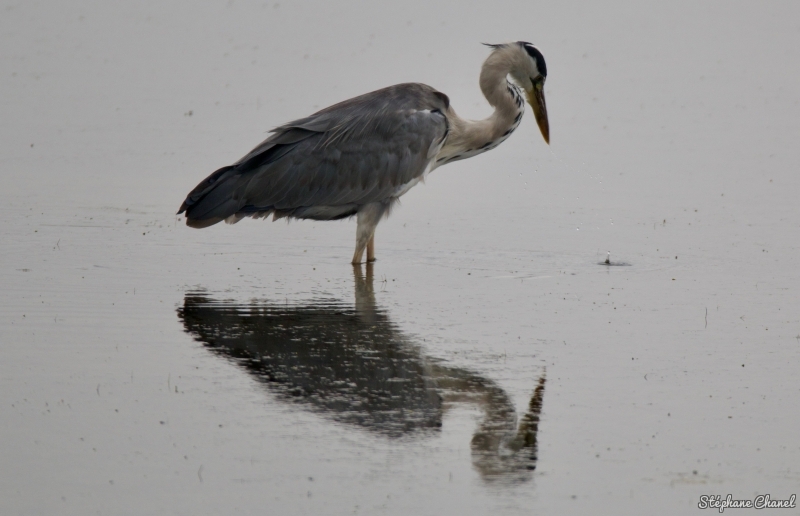 Photo Oiseaux Héron cendré (Ardea cinerea)