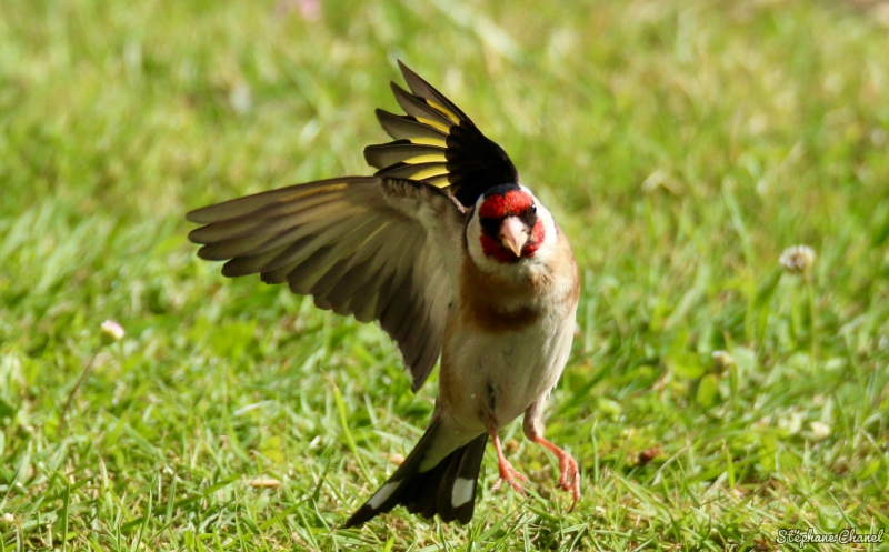 Photo Oiseaux Chardonneret élégant (Carduelis carduelis)