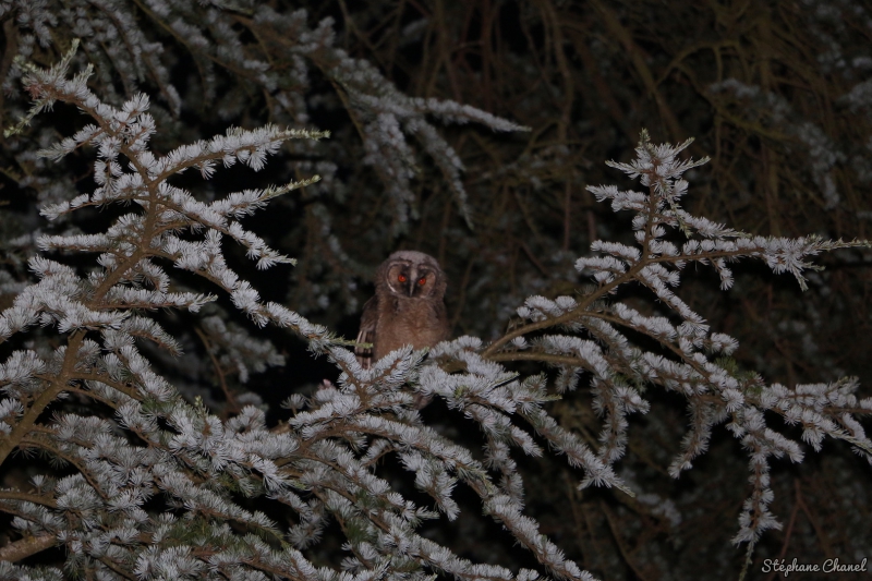 Photo Oiseaux Hibou moyen-duc (Asio otus)