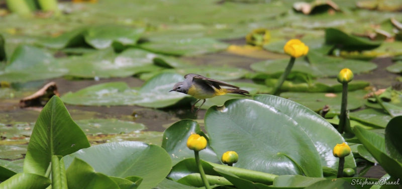 Photo Oiseaux Bergeronnette des ruisseaux (Motacilla cinerea)