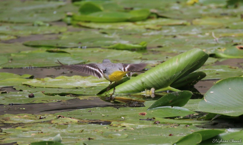 Photo Oiseaux Bergeronnette des ruisseaux (Motacilla cinerea)