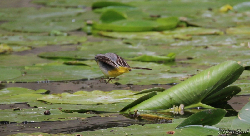 Photo Oiseaux Bergeronnette des ruisseaux (Motacilla cinerea)