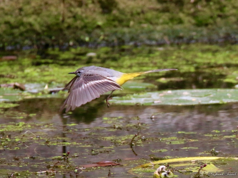 Photo Oiseaux Bergeronnette des ruisseaux (Motacilla cinerea)