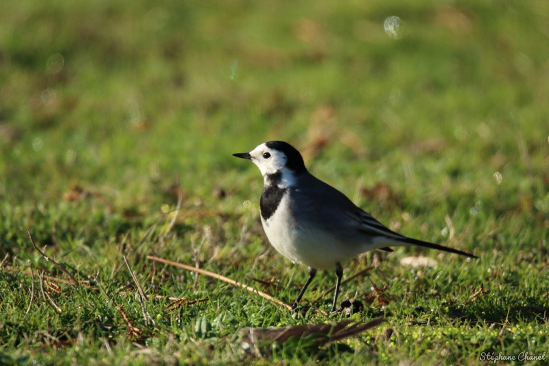 Photo Oiseaux Bergeronnette grise (Motacilla alba)