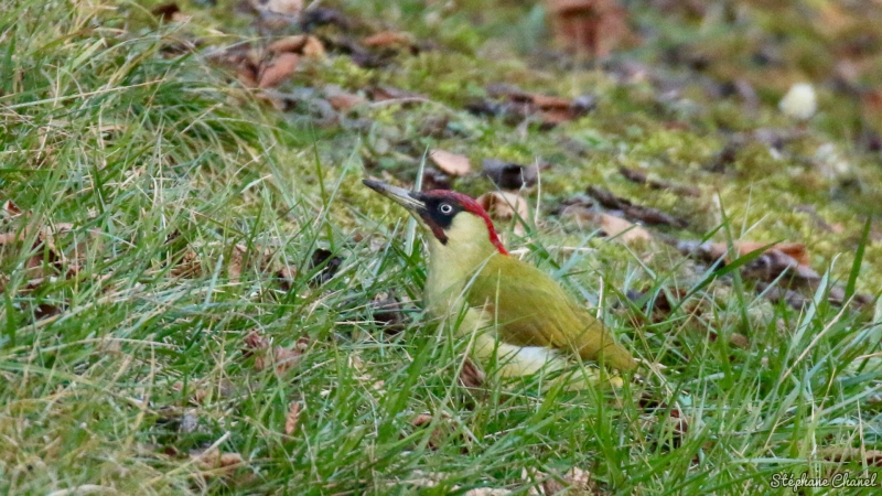 Photo Oiseaux Pic vert (Picus viridis)