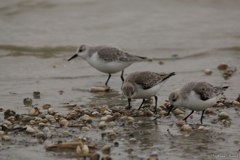 Photo Oiseaux Bécasseau sanderling (Calidris alba)