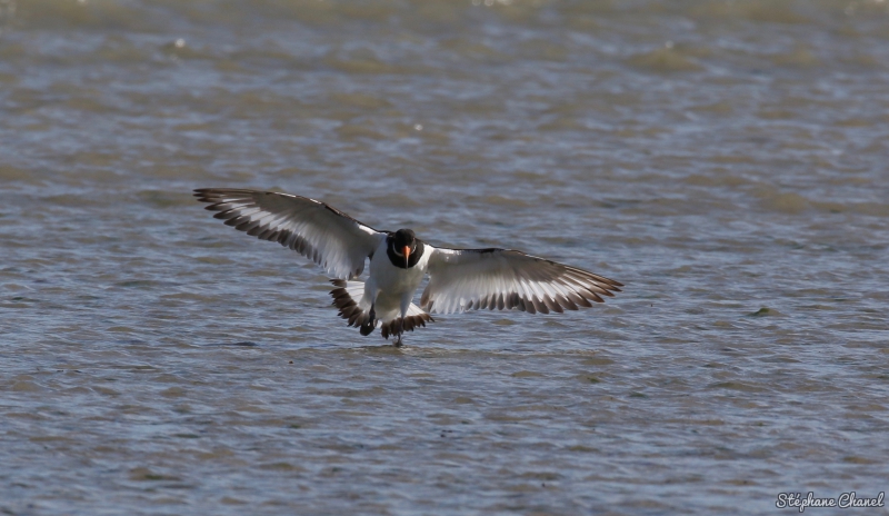 Photo Oiseaux Huîtrier pie (Haematopus ostralegus)