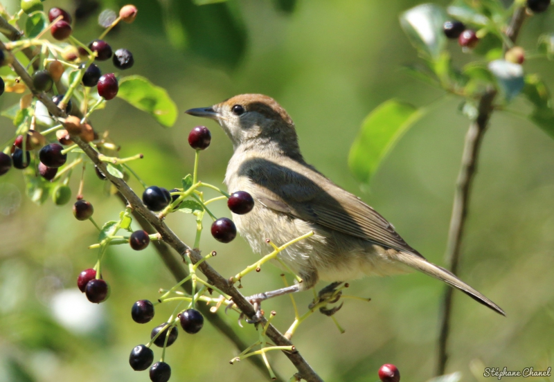 Photo Oiseaux Fauvette à tête noire (Sylvia atricapilla)