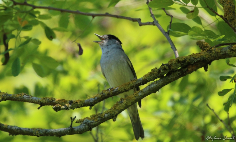 Photo Oiseaux Fauvette à tête noire (Sylvia atricapilla)