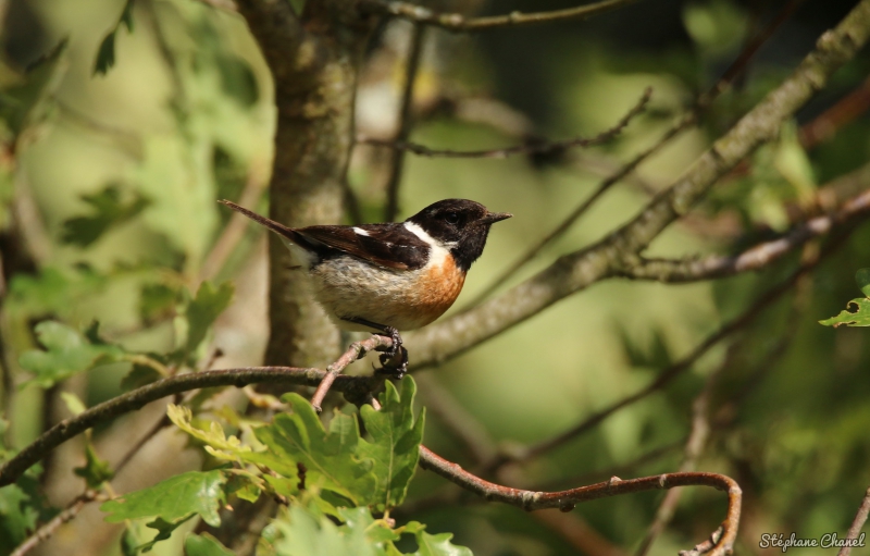 Photo Oiseaux Tarier pâtre (Saxicola rubicola)