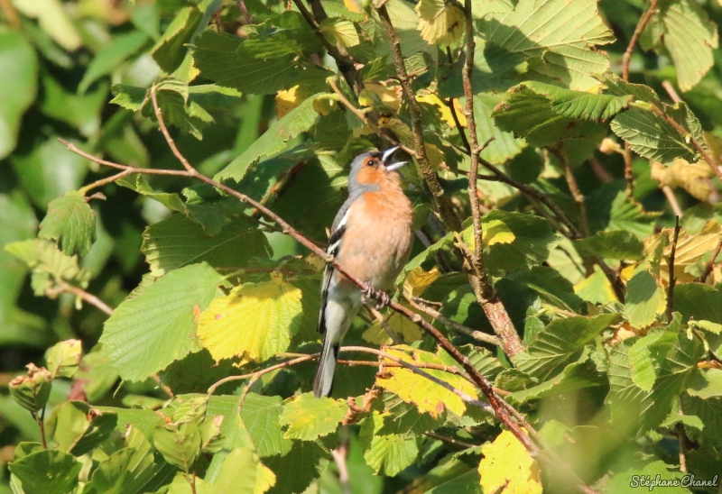 Photo Oiseaux Pinson des arbres (Fringilla coelebs)