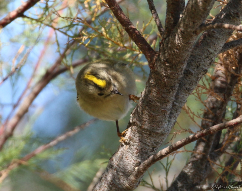 Photo Oiseaux Roitelet huppé (Regulus regulus)