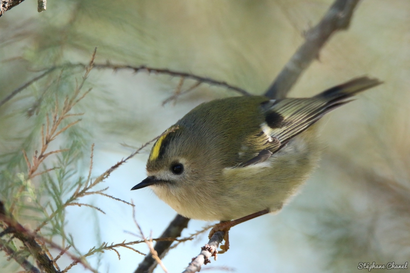 Photo Oiseaux Roitelet huppé (Regulus regulus)