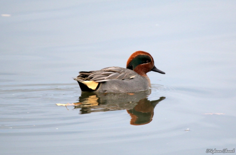 Photo Oiseaux Sarcelle d'hiver (Anas crecca)