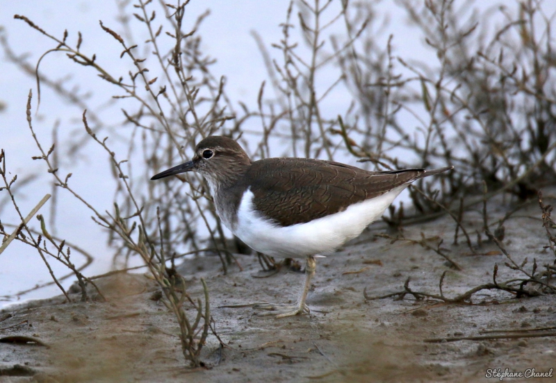 Photo Oiseaux Chevalier guignette (Actitis hypoleucos)