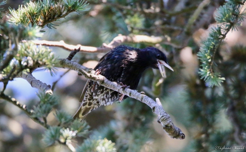 Photo Oiseaux Etourneau sansonnet (Sturnus vulgaris)