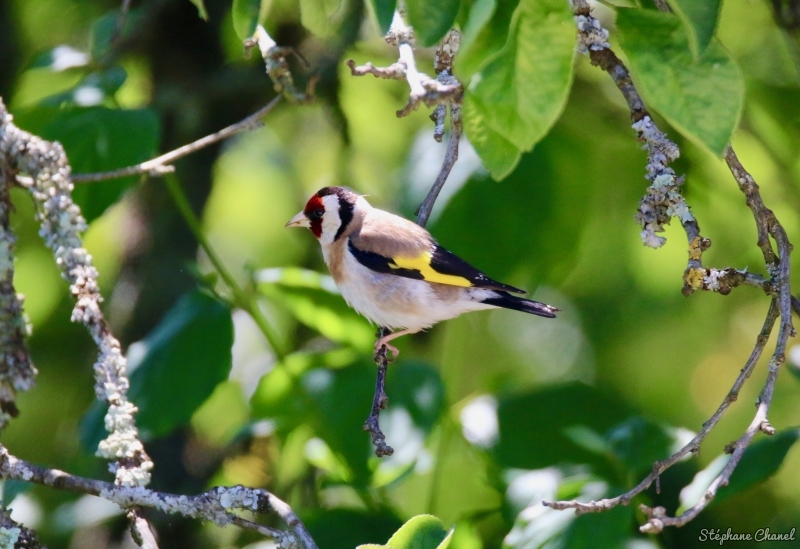 Photo Oiseaux Chardonneret élégant (Carduelis carduelis)