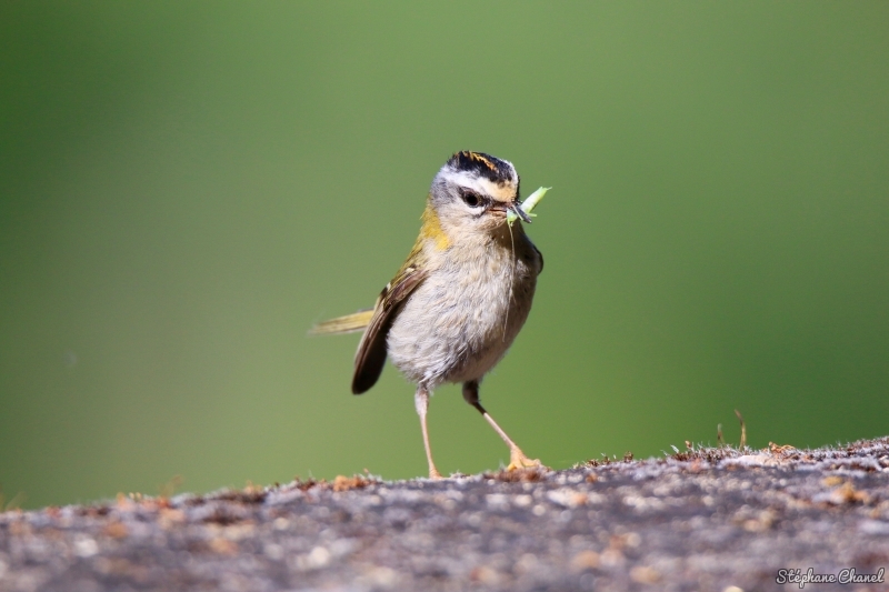 Photo Oiseaux Roitelet triple bandeau (Regulus ignicapilla)