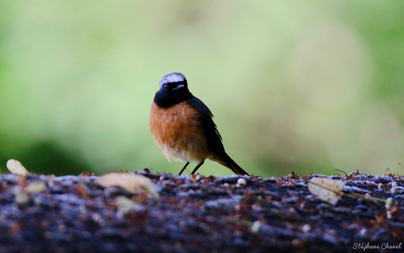 Photo Oiseaux Rougequeue à front blanc (Phoenicurus phoenicurus)