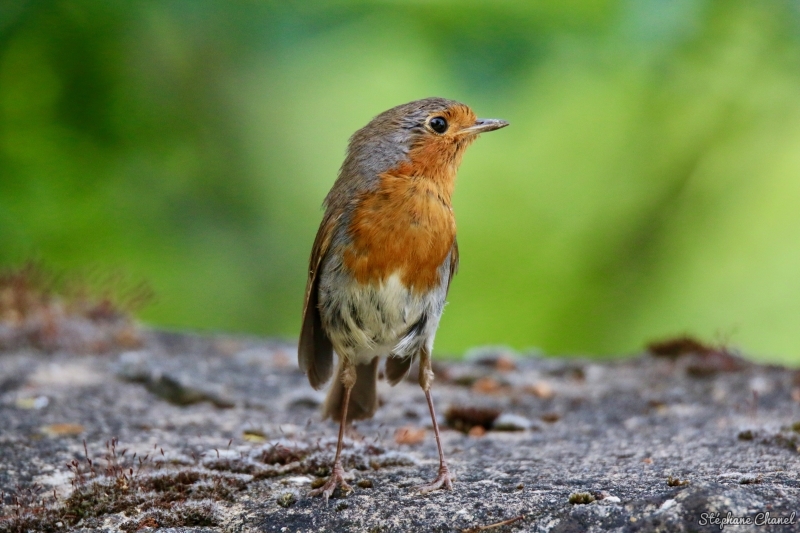 Photo Oiseaux Rouge-gorge familier (Erithacus rubecula)